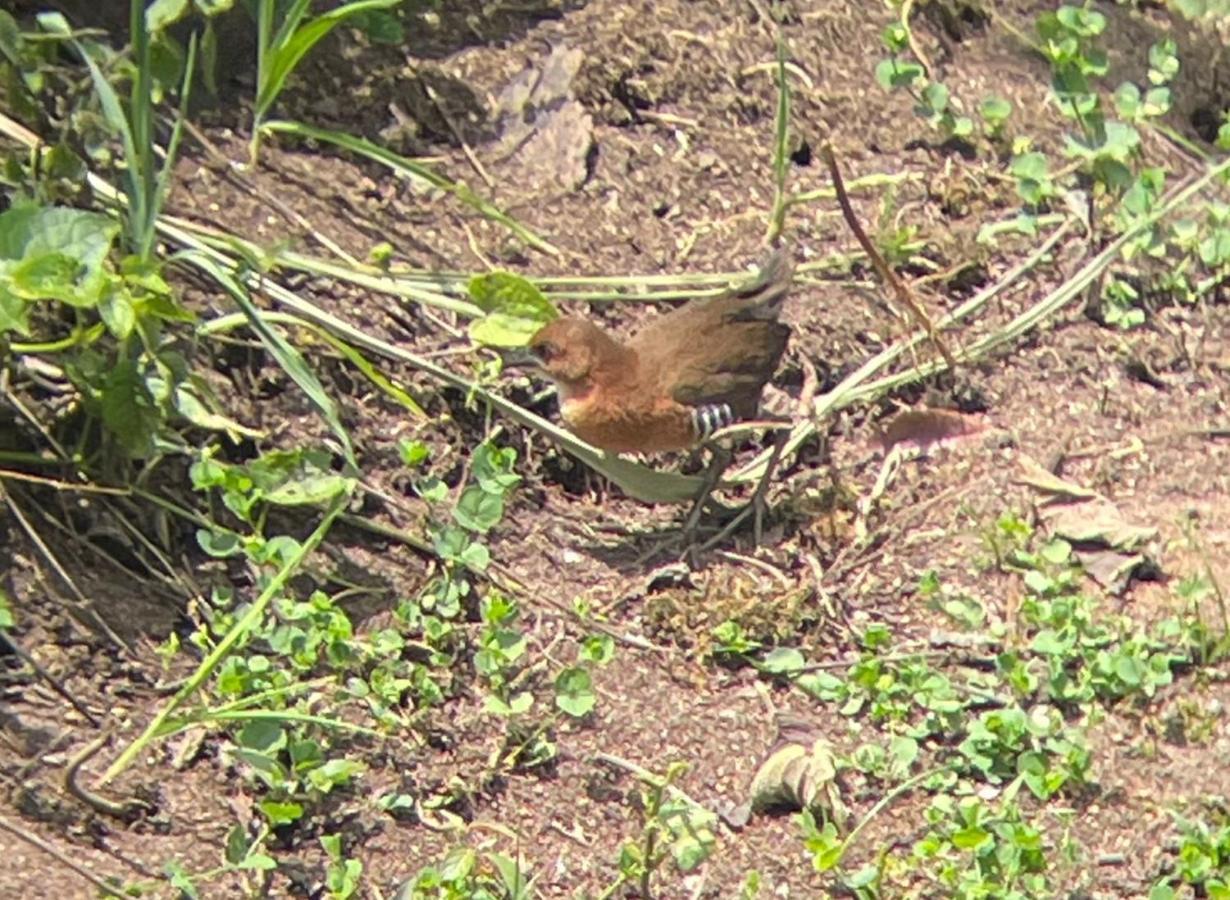 Sendero De Las Aves มินโด ภายนอก รูปภาพ