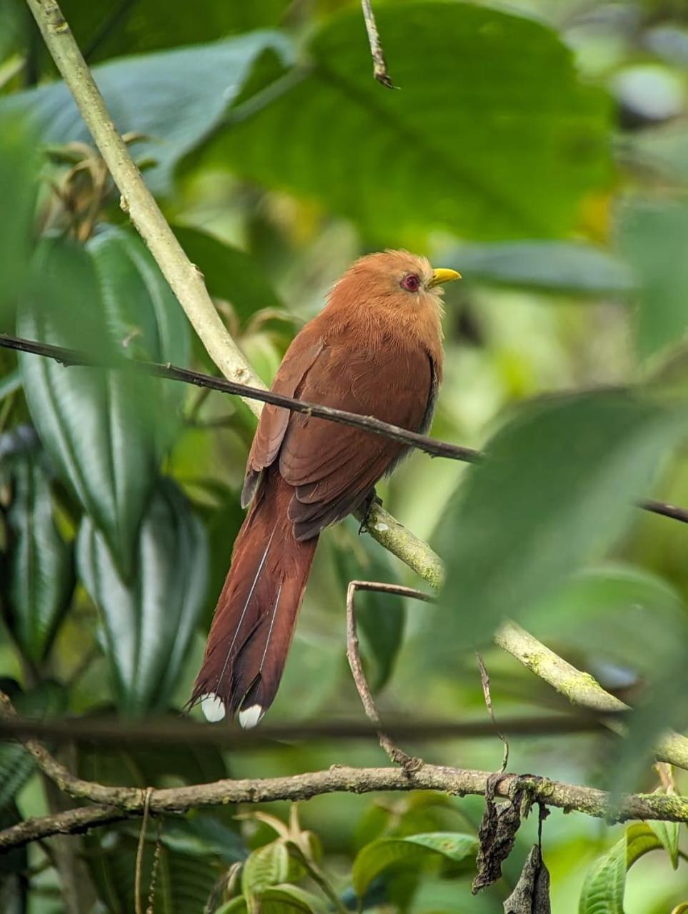 Sendero De Las Aves มินโด ภายนอก รูปภาพ